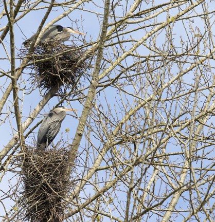 Framed Great Blue Herons, on nest at rookery Print