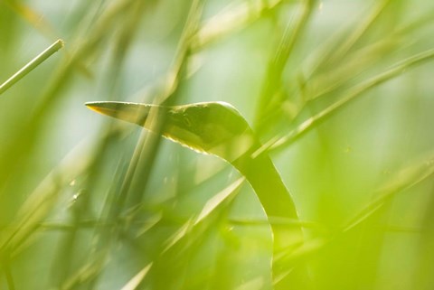 Framed Great Blue Heron, Boundary Bay, British Columbia Print