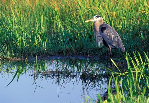 Framed Great Blue Heron in Taylor Slough, Everglades, Florida Print