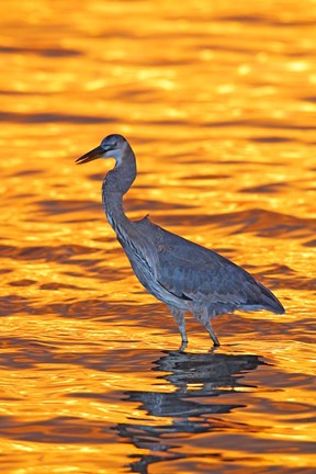 Framed Great Blue Heron in Golden Water at Sunset Print
