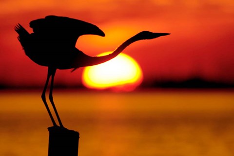Framed Silhouette of Great Blue Heron Stretching Neck at Sunset Print