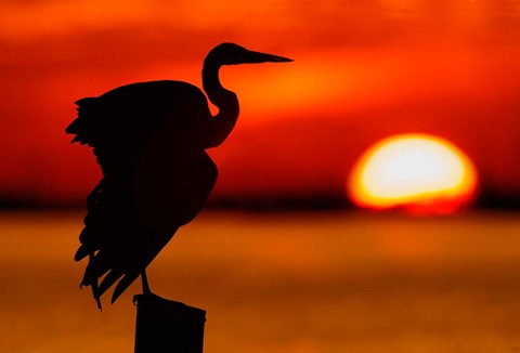Framed Silhouette of Great Blue Heron Stretching Wings at Sunset Print