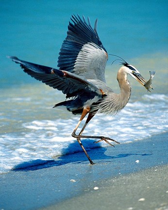 Framed Florida Captiva Island Great Blue Heron bird Print