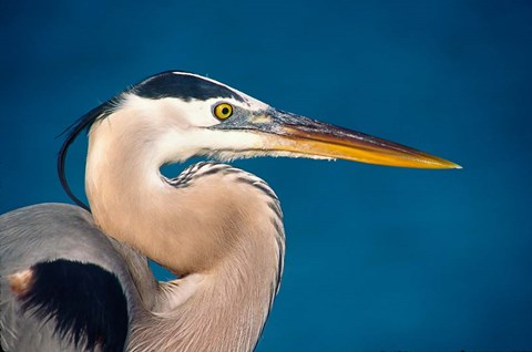 Framed Great Blue Heron, Sanibel Island Print