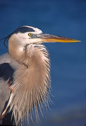 Framed Great Blue Heron, Florida Print