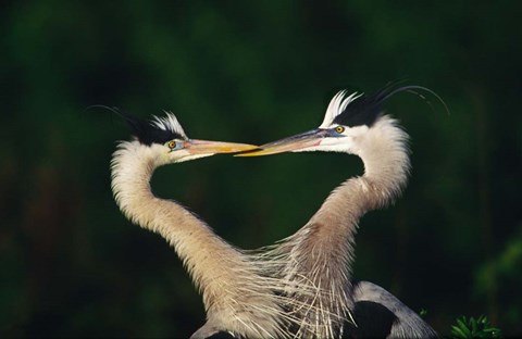 Framed Great Blue Heron Pair, Venice, Florida Print