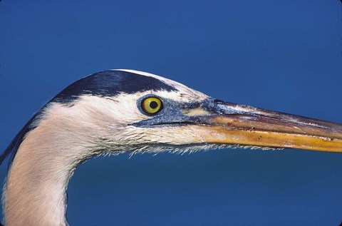 Framed Great Blue Heron, Sanibel Island, Florida Print