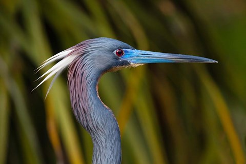 Framed Florida St Augustine, Little Blue Heron at the Alligator Farm Print