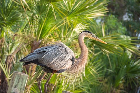 Framed Great Blue Heron at Gatorland Print