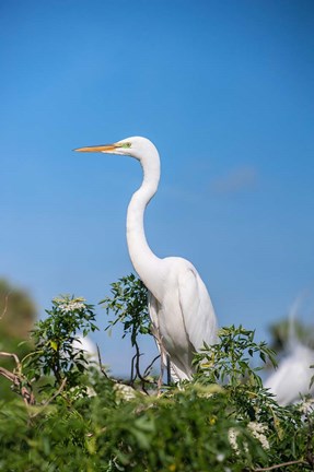 Framed Florida Orlando Great Blue Heron Print