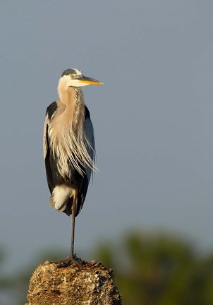 Framed Great Blue Heron bird, Viera wetlands, Florida Print