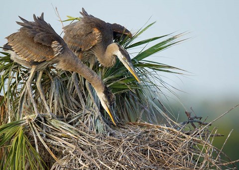 Framed Great Blue Heron chicks in nest looking for bugs, Florida Print