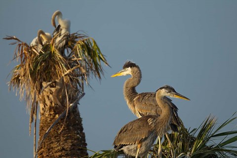 Framed Great Blue Heron bird, Viera wetlands, Florida Print