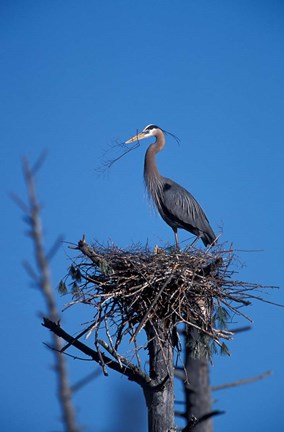 Framed Great Blue Heron bird, Lubberland Creek, NH Print