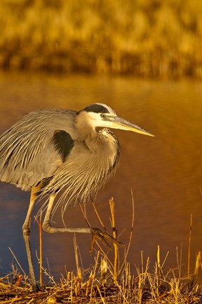 Framed Great Blue Heron bird, Bosque del Apache, New Mexico Print