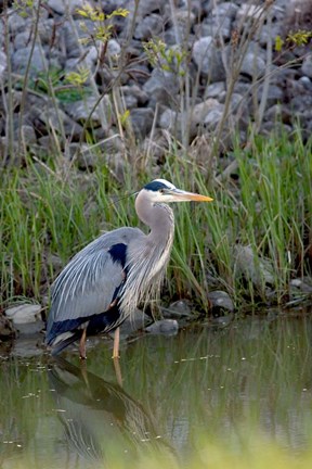 Framed Great Blue Heron bird Maumee Bay Refuge, Ohio Print
