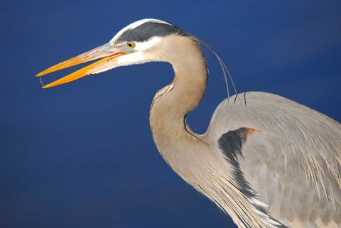 Framed Great Blue Heron bird, Commonwealth Lake Park, Beaverton, Oregon Print