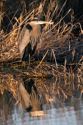 Framed OR, Baskett Slough NWR, Great Blue Heron bird Print