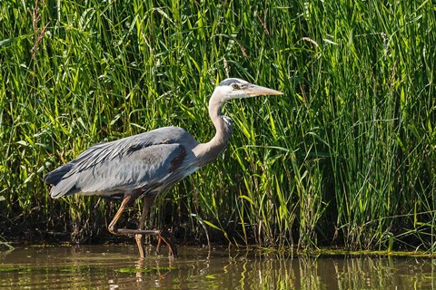 Framed Oregon, Baskett Slough, Great Blue Heron bird Print