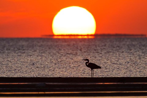 Framed Sunset, Great Blue Heron, Laguna Madre, Texas Print