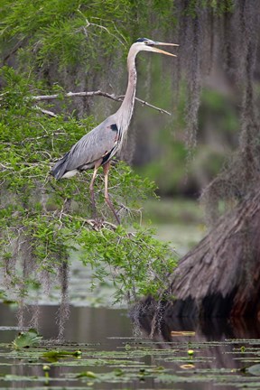 Framed Great Blue Heron bird, Caddo Lake, Texas Print