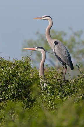 Framed Great Blue Heron, pair in habitat, Texas Print