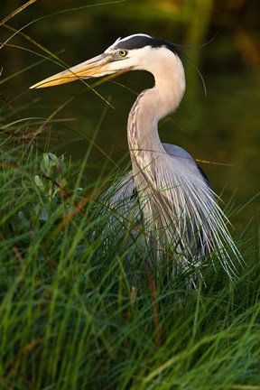 Framed Great Blue Heron, stalking prey in wetland, Texas Print
