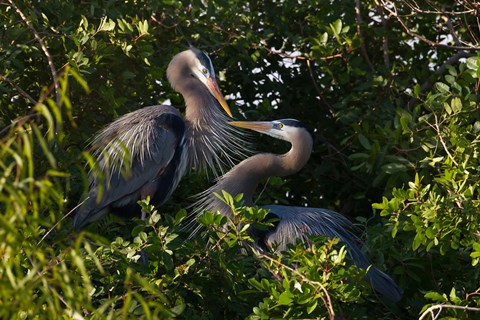 Framed Great Blue Heron, pair in habitat, Texas Print