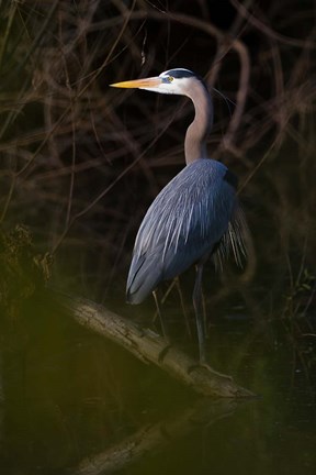 Framed Great Blue Heron roosting, willow trees, Texas Print