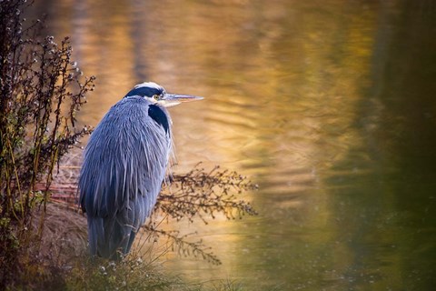 Framed Washington, Seabeck Great Blue Heron bird Print