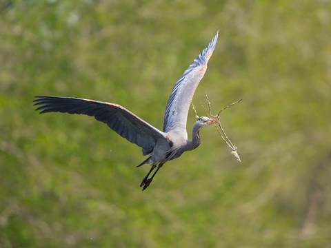 Framed Washington Great Blue Heron flies with branch in its bill Print