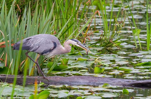 Framed Great Blue Heron bird, Juanita Bay Wetland, Washington Print