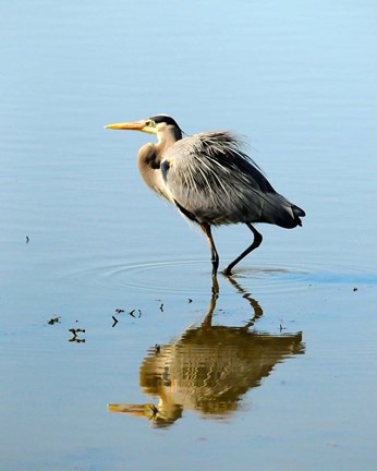 Framed Great Blue Heron in Ridgefield NWR, Ridgefield, Washington Print