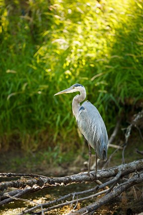 Framed Great Blue Heron, Washington State Print