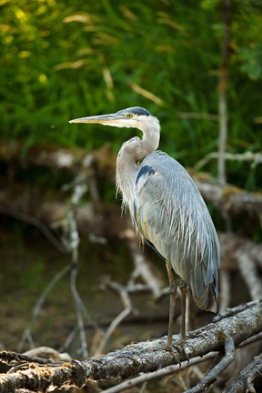 Framed Washington State, Great Blue Heron Print