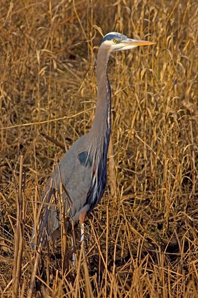 Framed Washington, Seattle, Discovery Park Great Blue Heron Print