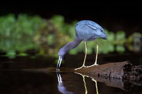 Framed Little Blue Heron Print