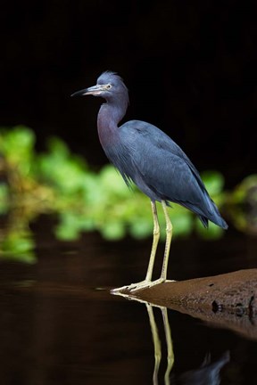 Framed Little Blue Heron, Costa Rica Print