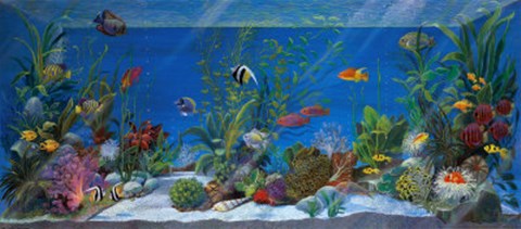 Framed Acquario Print