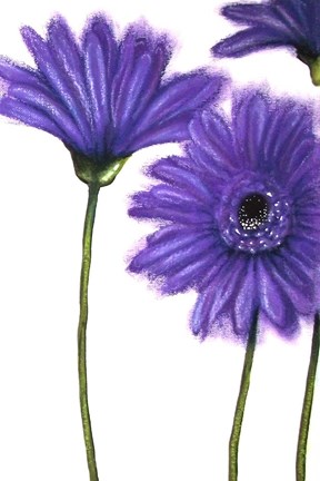 Framed Purple Gerberas 1 Print