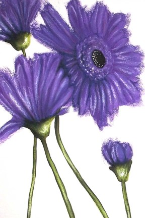 Framed Purple Gerberas 2 Print
