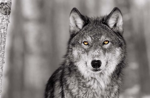 Framed Pop of Color Wolf Print