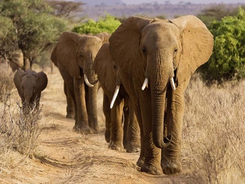 Framed Herd of African Elephants, Kenya Print