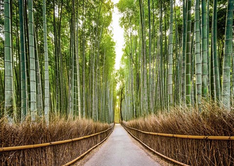 Framed Bamboo Forest, Kyoto, Japan Print