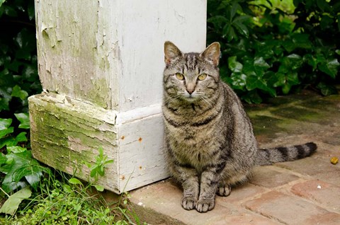 Framed Mississippi, Columbus House cat at Waverley Plantation Mansion Print