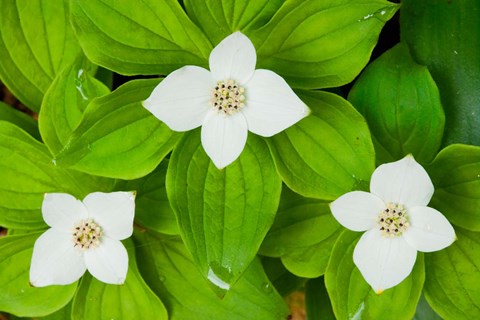 Framed Bunchberry in Bloom on Monadnock Mountain, Lemington, Vermont Print