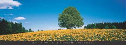 Framed Flower Hill in Tuscany Print