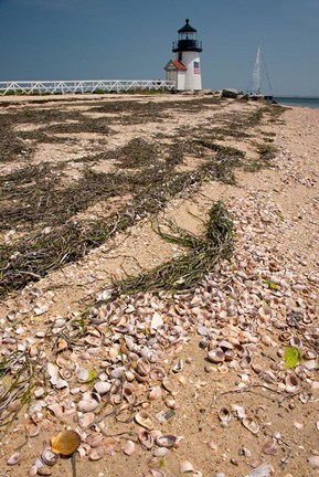 Framed Nantucket Shell in front of Brant Point lighthouse Print