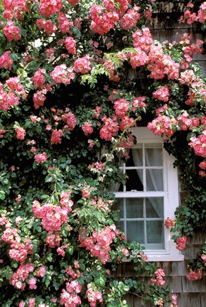 Framed Massachusetts, Nantucket Island, Roses and home Print