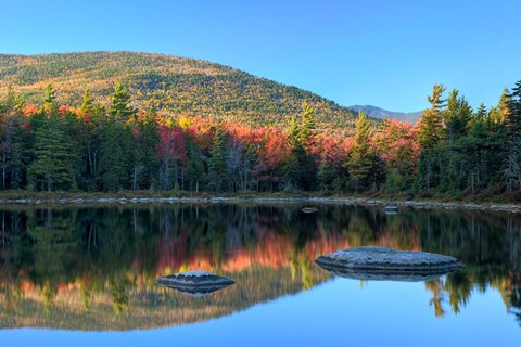 Framed Lily Pond, White Mountain Forest, New Hampshire Print